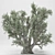 Tall 2014 Olive Tree 3D model small image 2