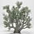 Tall 2014 Olive Tree 3D model small image 3