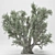 Elegant Olive Tree 110 3D model small image 2