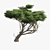 Elegant African Acacia Tree 3D model small image 2