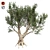 Exotic African Olive Tree 3D model small image 1