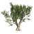 Exotic African Olive Tree 3D model small image 2