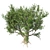 Exotic African Olive Tree 3D model small image 3