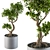 Indoor Bonsai Tree: Large and Lovely 3D model small image 1