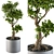 Indoor Bonsai Tree: Large and Lovely 3D model small image 2