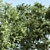 Trio of Towering Acacias for V-Ray 3D model small image 2