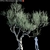 Europa Olea: Stunning Olive Tree 3D model small image 1