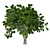  Majestic American Elm Tree 3D model small image 2