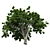  Majestic American Elm Tree 3D model small image 3