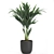 Tropical Palm Collection in White Pots 3D model small image 3