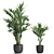 Tropical Palm Collection | Exotic & Stylish 3D model small image 2