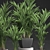 Tropical Palm Collection | Exotic & Stylish 3D model small image 3