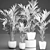Tropical Palm Collection | Exotic & Stylish 3D model small image 5