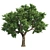 Optimized Amur Cork Tree 3D model small image 2