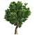 Optimized Amur Cork Tree 3D model small image 3
