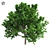 Optimized Bradford Pear Tree 3D model small image 1