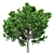 Optimized Bradford Pear Tree 3D model small image 3