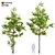 Twin Ash Trees: A Classic Duo 3D model small image 1