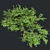  Thorny Hook Tree
(Gvozdichnoe derevo s zaborom) 3D model small image 3