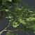  Thorny Hook Tree
(Gvozdichnoe derevo s zaborom) 3D model small image 4