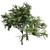  Thorny Hook Tree
(Gvozdichnoe derevo s zaborom) 3D model small image 7