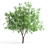 European Ash Tree Pack - High & Low Poly 3D model small image 1