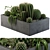 Desert Dream Cactus Set 3D model small image 2