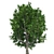 Optimized Quad Cypress Oak 3D model small image 3