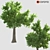 Corona Render Tree: 737.48 cm Height 3D model small image 1