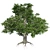 European Beech Tree: High-Quality 3D Model 3D model small image 2