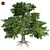 Title: EuropaBeech Corona Tree 3D model small image 1