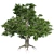 Title: EuropaBeech Corona Tree 3D model small image 2