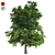  European Linden Tree: High-Quality and Realistic 3D model small image 5