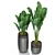 Tropical Oasis: Plants Collection 3D model small image 1