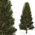 Premium Duo Pines 3D model small image 2