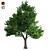 Optimized Green Ash Tree 3D model small image 1
