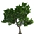 Optimized Green Ash Tree 3D model small image 3