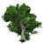 Optimized Green Ash Tree 3D model small image 4