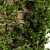 Lush Ivy Plants for Stylish Plant Boxes 3D model small image 3