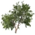 Optimized Honey Mesquite Tree  3D model small image 3