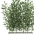 Exotic Bamboo Plant in White Vase 3D model small image 4