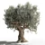 Gorgeous Olive Tree for Your Space 3D model small image 1