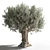 Gorgeous Olive Tree for Your Space 3D model small image 3