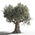 Gorgeous Olive Tree for Your Space 3D model small image 4