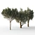 Mediterranean Trio: Three Majestic Olive Trees 3D model small image 3