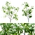 Lush Twin Saplings - 3D Tree Models 3D model small image 5