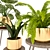 Corona Plant Set - 3D Render 3D model small image 2