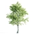 Vray Tree Set - 4 Scenic Trees 3D model small image 4
