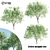3 Velvet Mesquite Trees: Vibrant & Hardy 3D model small image 1