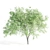 3 Velvet Mesquite Trees: Vibrant & Hardy 3D model small image 3